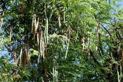 شجرة البان وفوائدها الطبية.  Moringa-plant1