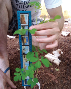 Measuring Moringa seedling