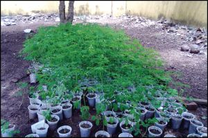 Moringa seedlings in containers