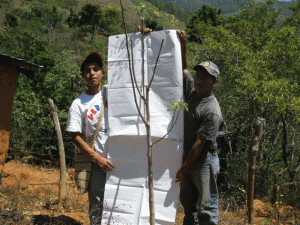 Moringa tree growing in Guatemala
